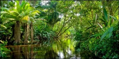 Qu'appelle-t-on la Selva en Amérique latine ?