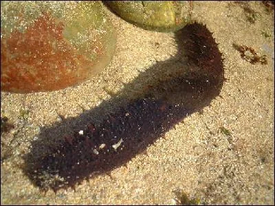 Dans quelle mer se trouve-t-elle ? (Concombre de mer)