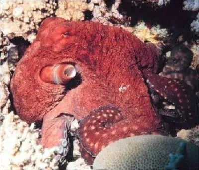 Dans quelle mer se trouve-t-elle ? (Poulpe commun)