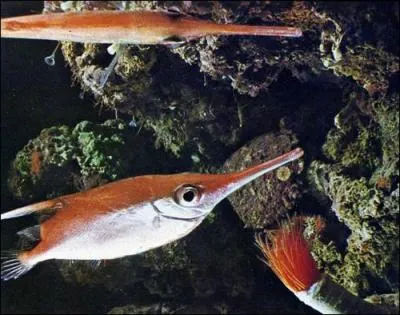 Dans quelle mer se trouve-t-elle ? (Bcasse de mer)