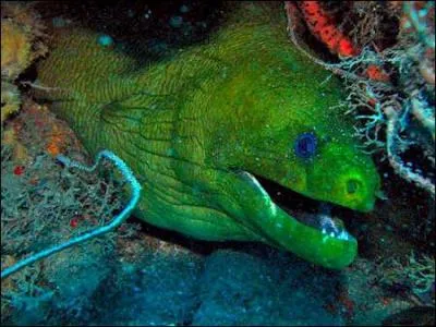 Dans quelle mer se trouve-t-elle ? (Murne verte)