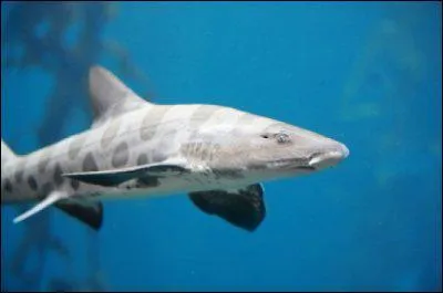 Dans quelle mer se trouve-t-il ? (Requin lopard)