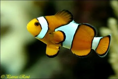 Dans quelle mer se trouve-t-il ? (Poisson Clown)
