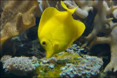 Dans quelle mer se trouve-t-il ? (Poisson chirurgien jaune)