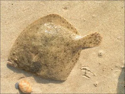 Dans quelle mer se trouve-t-il ? (Poisson turbot commun)