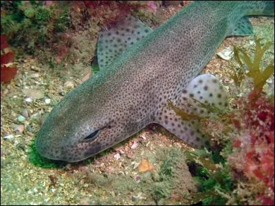 Dans quelle mer se trouve-t-elle ? (Roussette)