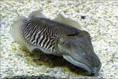 Dans quelle mer se trouve-t-elle ? (Seiche commune)