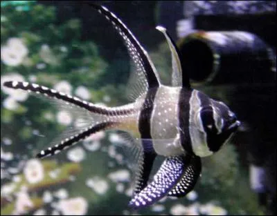 Dans quelle mer se trouve-t-il ? (Pterapogon kauderni)