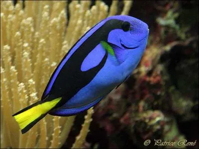 Dans quelle mer se trouve-t-il ? (Poisson chirurgien bleu)