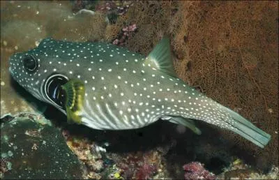 Dans quelle mer se trouve-t-il ? (Poisson-ballon  taches blanches)