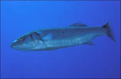 Dans quelle mer se trouve-t-elle ? (loup)