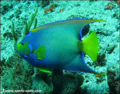 Dans quelle mer se trouve-t-elle ? (poisson Ange Royal)