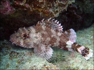 Dans quelle mer se trouve-t-elle ? (Rascasse)