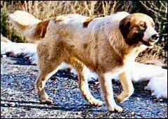 Le mtin des Pyrnes est originaire de quel pays ?