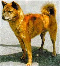 Le Kai est originaire de quel pays ?