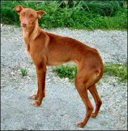 Le Pharaoh hound est originaire de quel pays ?