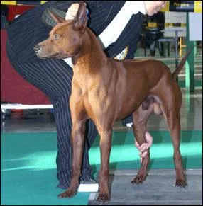Le Tha ridgeback dog est originaire de quel pays ?