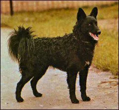 Le Mudi est originaire de quel pays ?