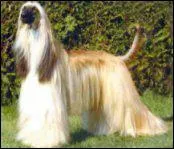 Le lvrier Afghan est originaire de quel pays ?