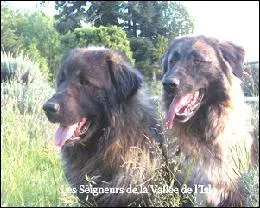 L'Estrelas est originaire de quel pays ?