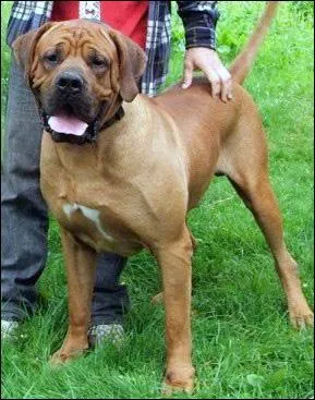 Le Tosa est originaire de quel pays ?