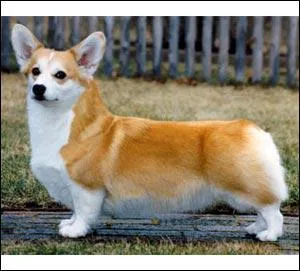 Le Welsh corgi pembroke est originaire de quel pays ?