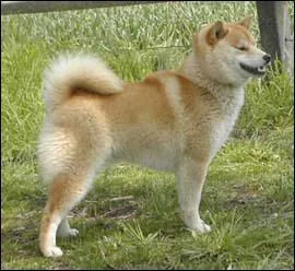 Le Shiba inu est originaire de quel pays ?
