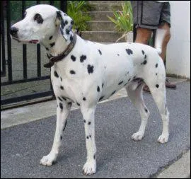 Le dalmatien est originaire de quel pays ?