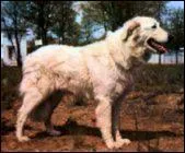 Le berger de la Maremme et des Abruzzes est originaire de quel pays ?