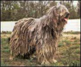 Le Bergamasque est originaire de quel pays ?