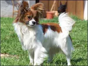 Le chien papillon est originaire de quel pays ?