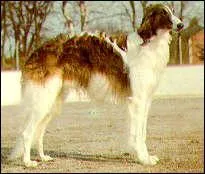 Le barzo est originaire de quel pays ?