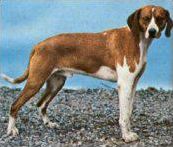 Quiz Races de chiens