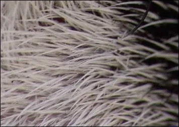 Choisis entre les deux mots celui qui convient.