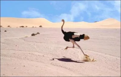 Complte par 'tru' ou 'tur' : UNE AU___CHE