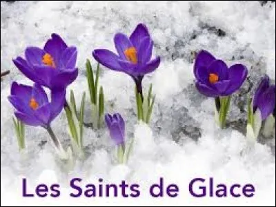 J'espère que ce quiz ne vous laissera pas ''de glace'' comme les saints du même nom. Les jardiniers les craignent les 11, 12, et 13 mai. Cherchez l'intrus.