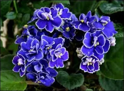 Quel est le nom de cette petite plante herbacée d'Afrique orientale ?