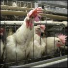 Le poulet  de grain  est meilleur pour la sant ?