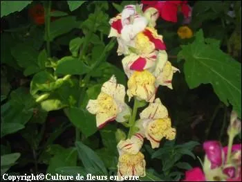 Quelle est cette fleur ?