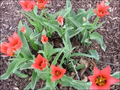 Quelle est cette fleur ?