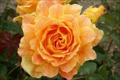 Quelle est cette fleur ?