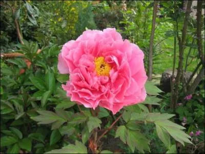 Quelle est cette fleur ?