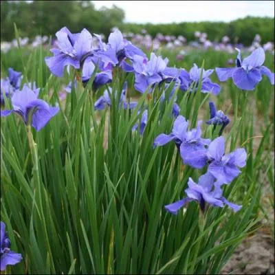 Quelle est cette fleur ?