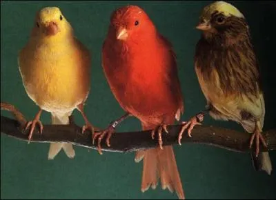 ____ avez des canaris.