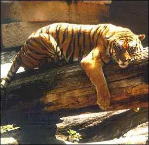 Demain, ____ visiterons le zoo.