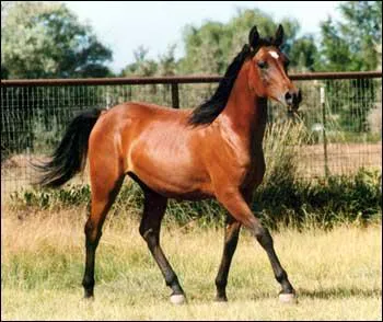 La robe correspond  un cheval bai