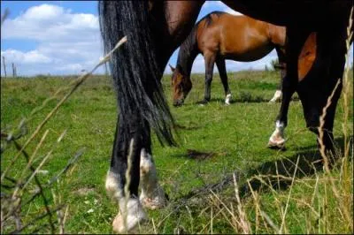 Combien existe-t-il de robes ?