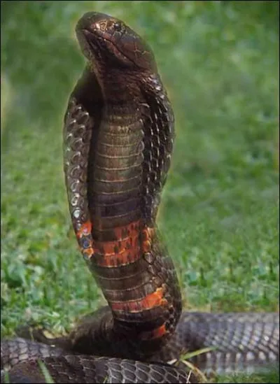 De quel serpent s'agit-il ?