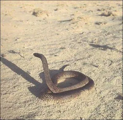 De quel serpent s'agit-il ?