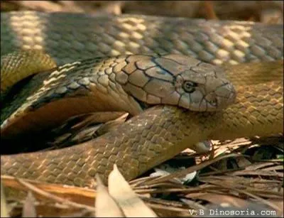 De quel serpent s'agit-il ?